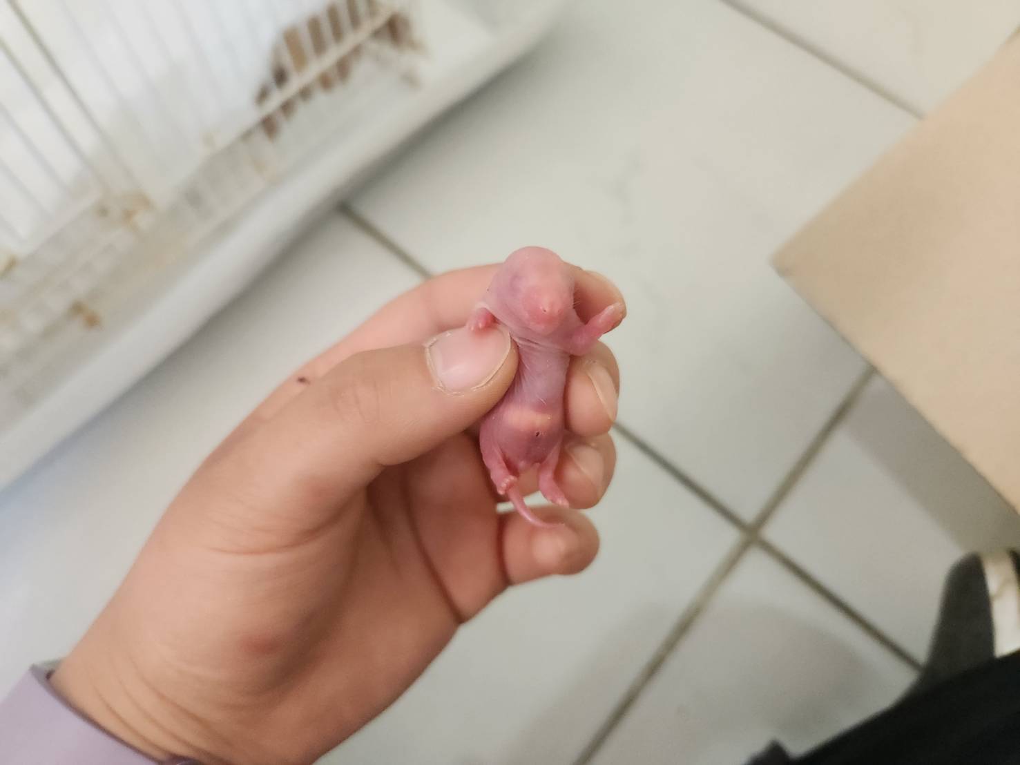 한국야생동물보호협회_441403202300199